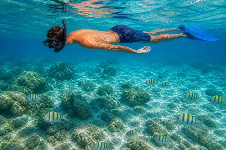 Snorkeler swimming above a natural sandy and rocky seabed with sergeant major fish in Little Bay, Sint Maarten